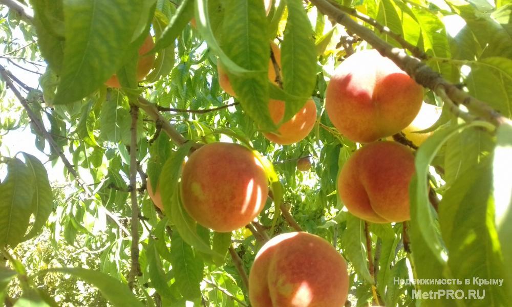 Продам молодой плодоносящий сад персика и черешни на участке 1.8 гектар недалеко от моря в Бахчисарайском...