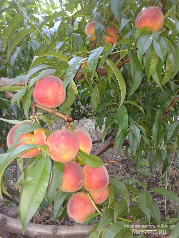 Продам молодой плодоносящий сад персика и черешни на участке 1.8 гектар недалеко от моря в Бахчисарайском... - 1